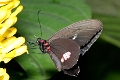 PAPILIONIDAE, Parides